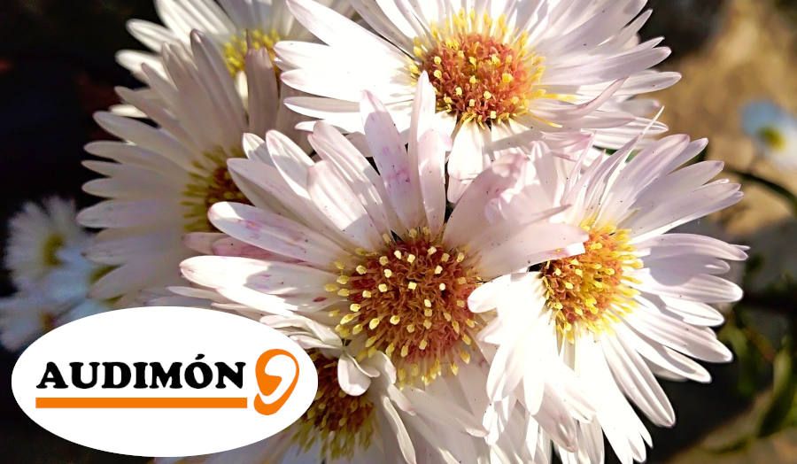 Primavera audífonos